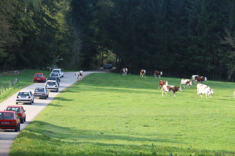 04 Vaches en liberté.JPG