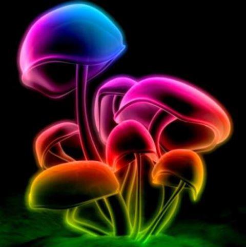 Variété appelée &quot;psychedelic mushrooms&quot;