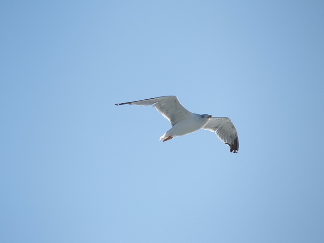 A moi, à moi, à moi ...<br />estuaire de la gironde