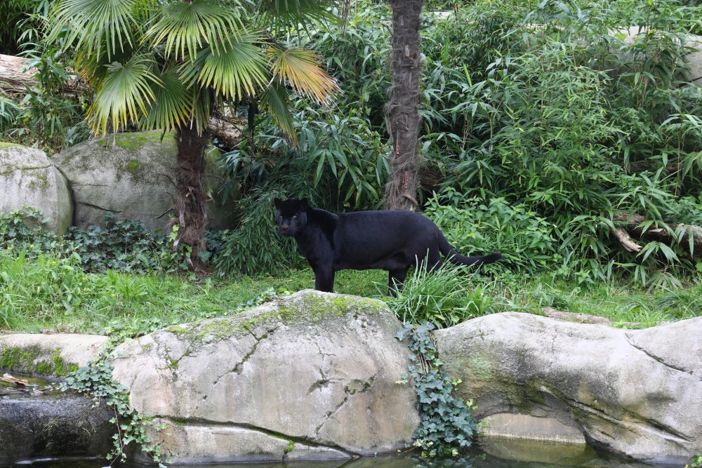 Image065.jpg