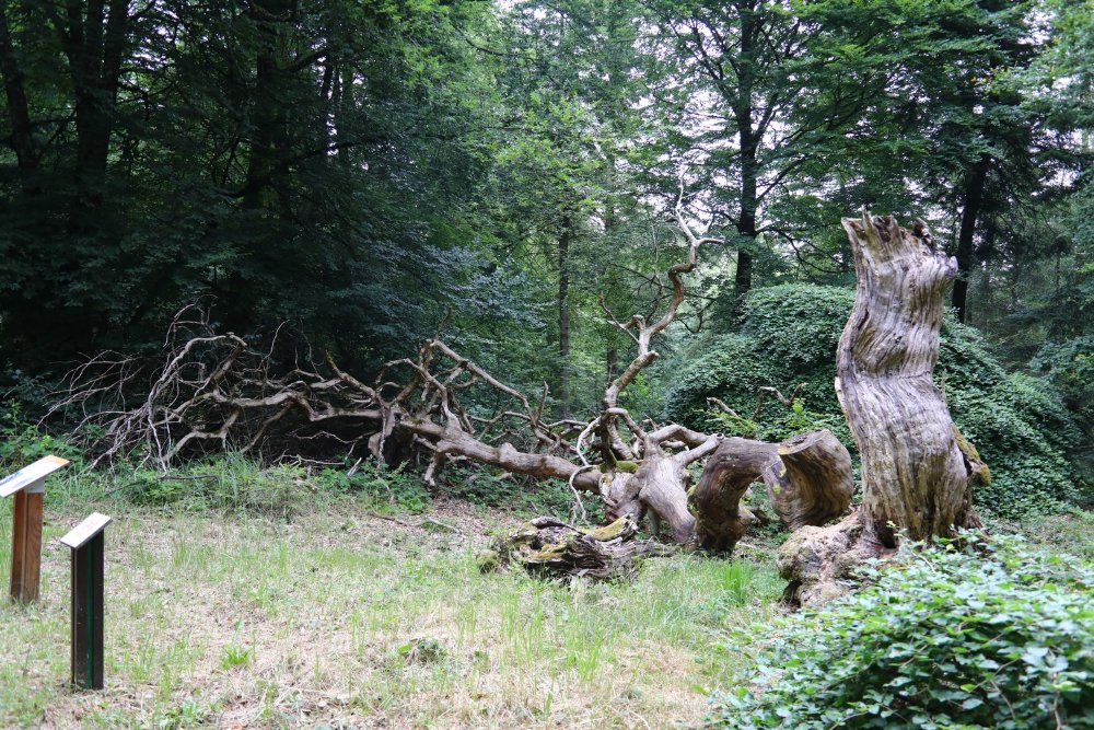 Image016.jpg