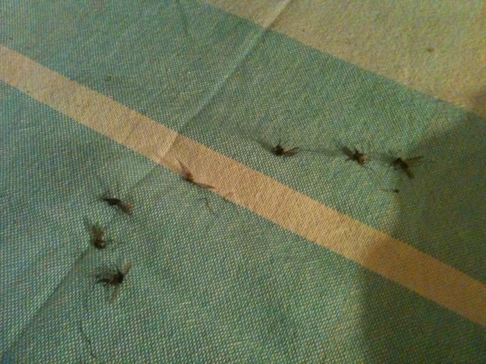 Moustiques victimes de l'homme ...