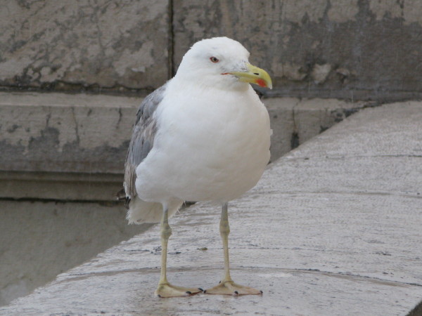 IMG_3652.JPG