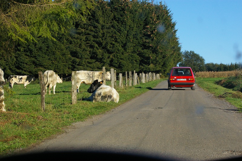 Mais que fait cette vache du mauvais côté de la cloture .... peut-être une amatrice de GTI ? Qui voulait les voir de plus près .... et qui devait en avoir marre de voir passer des trains !