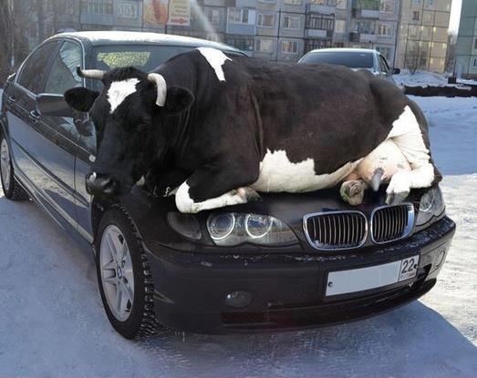 Vache.jpg