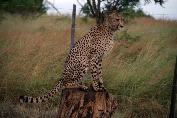 Guépard