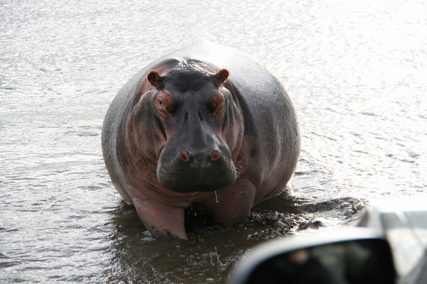 Hippo pas content !!