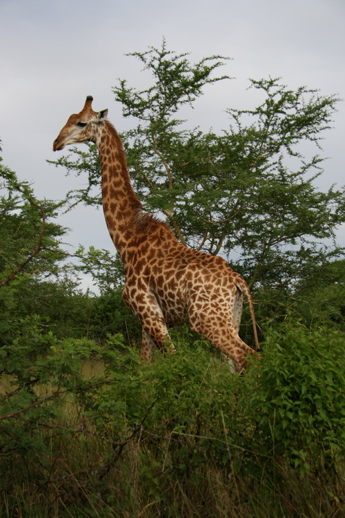Girafe (pas Sophie, la vraie !)