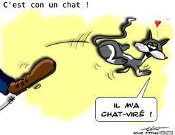 chat viré.jpg